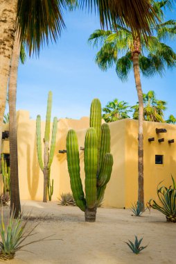 Cabo San Lucas, Meksika 'da Büyük Kaktüs.