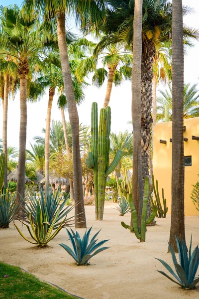 Cabo San Lucas, Meksika 'da Büyük Kaktüs.