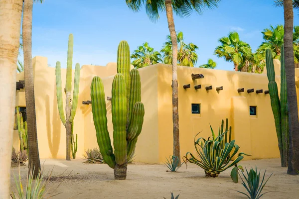Cabo San Lucas, Meksika 'da Büyük Kaktüs.