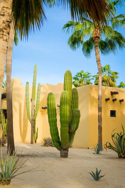 Cabo San Lucas, Meksika 'da Büyük Kaktüs.