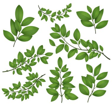 Isolated tree branches with green leaves. Detailed botanical vector illustration clipart