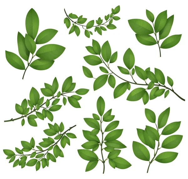 Ramos Árvores Isoladas Com Folhas Verdes Ilustração Detalhada Vetor Botânico —  Vetores de Stock