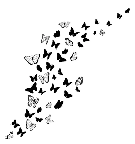 Silhouettes Papillon Noir Élément Conception Vectorielle Vecteur En Vente