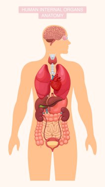 İnsan iç organları. Beyin, kalp, akciğer, karaciğer, böbrek ve göze sahip anatomi sistemi posteri. Vektör illüstrasyonu
