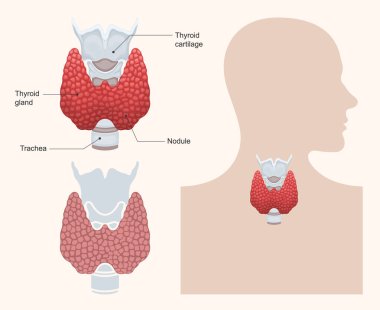 Tiroit bezinin anatomisi. Sağlık ve Tıp Eğitimi konseptinin yansıması. Vektör illüstrasyonu.