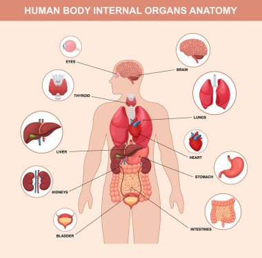 İnsan iç organları anatomi vektörünün etiketli diyagramı. Beyni, kalbi, akciğerleri, mideyi, böbrekleri, karaciğeri ve daha fazlasını gösteren eğitici bir illüstrasyon.