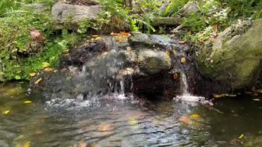 Yeşil doğal ormanlı bir derede şelale