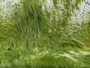 Tropikal plajda yeşil algler, ürün gösterimi için alan yaratıyor.