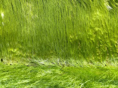 Tropikal plajda yeşil algler, ürün gösterimi için alan yaratıyor.