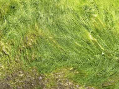 Sahilde granit kayayla kaplanmış yakın çekim yeşil algler.