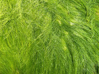 Sahilde granit kayayla kaplanmış yakın çekim yeşil algler.