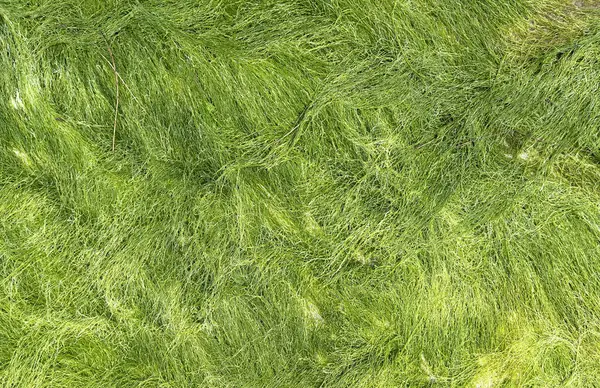 Sahilde granit kayayla kaplanmış yakın çekim yeşil algler.