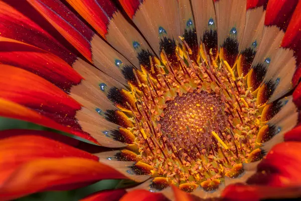 Güzel kırmızı gerbera çiçeği