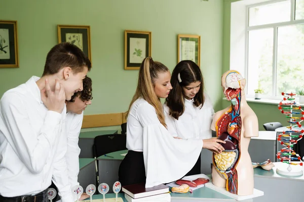 Schoolchildren examining anatomical model in lab in school at biology lesson. Pupils studying internal organs at the educational dummy manikin in classroom