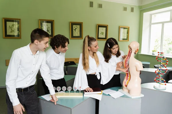 教育用ダミー人形教室で内臓を勉強している生徒 生物学の授業で実験室で解剖学的モデルを調べる子供たち — ストック写真