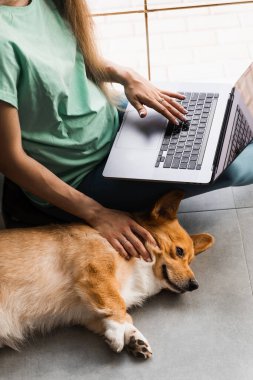 İnternette çalışan hamile bir programcı köpeğine sarılıyor. Galli Corgi Pembroke 'la eğleniyorum. Dizüstü bilgisayarı olan hamile bir kız. Gülümse ve evde Corgi köpeğiyle oyna.