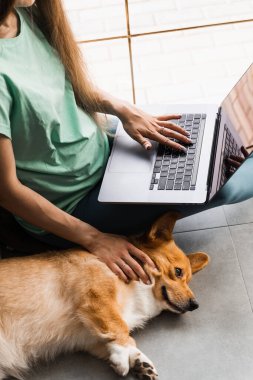 İnternette çalışan hamile bir programcı köpeğine sarılıyor. Galli Corgi Pembroke 'la eğleniyorum. Dizüstü bilgisayarı olan hamile bir kız. Gülümse ve evde Corgi köpeğiyle oyna.