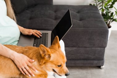 Dizüstü bilgisayarı olan hamile bir kız ve Corgi köpeği kanepede oturup arkadaşlarıyla sohbet ediyor. Galli Corgi Pembroke ile yaşam tarzı hamileliği