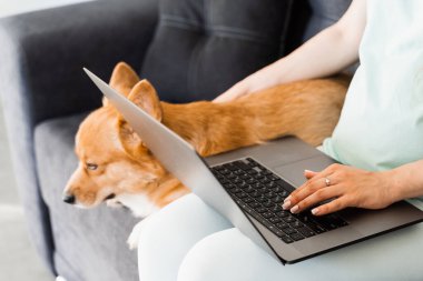 Dizüstü bilgisayarı olan hamile bir kız ve Corgi köpeği kanepede oturup arkadaşlarıyla sohbet ediyor. Galli Corgi Pembroke ile yaşam tarzı hamileliği