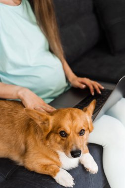 Dizüstü bilgisayarı olan hamile bir kız ve Corgi köpeği kanepede oturup arkadaşlarıyla sohbet ediyor. Galli Corgi Pembroke ile yaşam tarzı hamileliği
