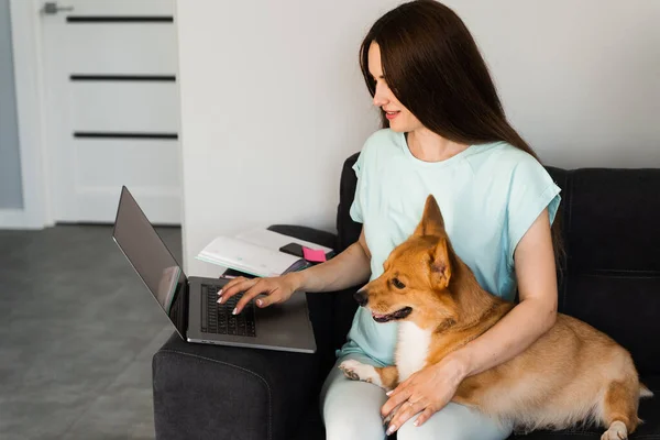 stock image Pregnant girl and her domestic pet sit on the sofa and watching film on laptop together. Young woman hug Corgi dog and have a rest at home. Lifestyle at pregnancy with Welsh Corgi Pembroke