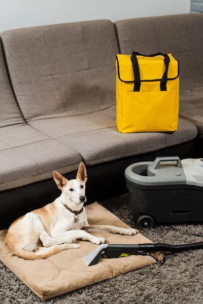 Dog and extractor dry cleaning machine. Professional domestic cleaning service. Removing dirt and dust from couch soiled by dog using extractor dry cleaning machine