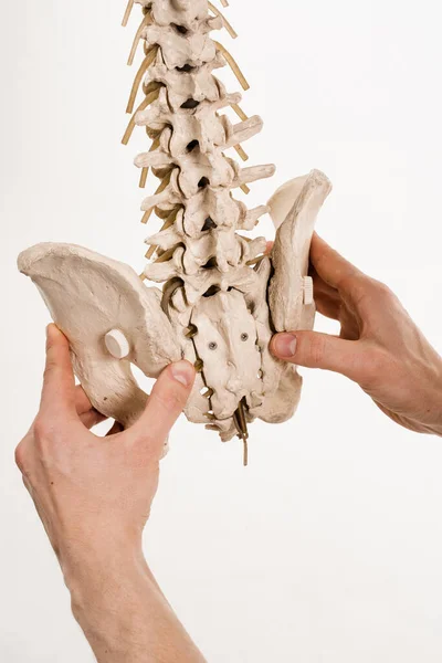 Spinal column or backbone model with bones, muscles, tendons, and other tissues on white background. Spinal column encloses the spinal cord and fluid surrounding spinal cord