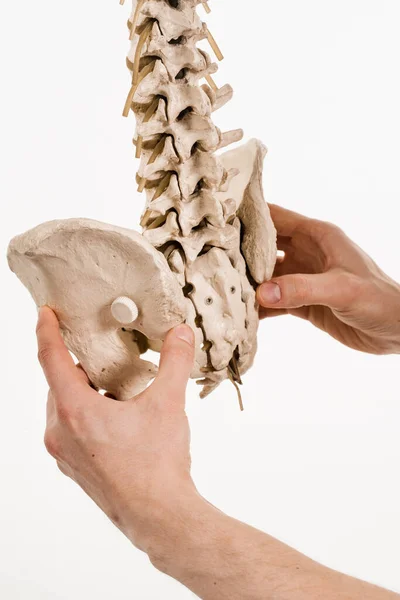 脊柱は脊髄と脊髄を取り巻く流体を囲みます 白い背景に骨 腱などの組織を持つ脊柱またはバックボーンモデル — ストック写真