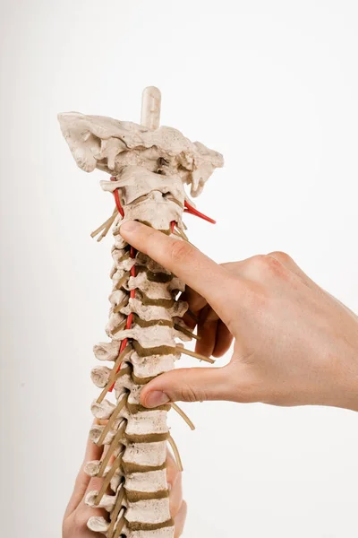 Spinal column or backbone model with bones, muscles, tendons, and other tissues on white background. Spinal column encloses the spinal cord and fluid surrounding spinal cord