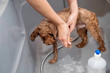 Groomer kuaförde şampuanı yıkıyor. Groomer, duşta tatlı bir maltipoo köpeği yıkıyor. Doğru dürüst köpek temizliği.