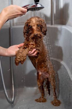 Köpek hijyeni ve bakımı. Groomer, köpek yıkamanın doğru yollarını öğretiyor. Tatlı maltipoo, duştan gelen hafif su akışının altında duruyor.