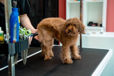 Groomer kuaförde yıkandıktan sonra köpek kılı kurutuyor. Profesyonel hayvan bakımı için güçlü köpek kürkü kurutma makinesi kullanıyor.