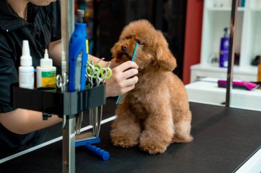 Köpek bakımı. Groomer, yıkamadan önce köpek kürkünü fırçalamak için tarak kullanıyor. Kiri temizlemek ve yağ dağıtmak için banyo yapmadan önce küçük bir maltikaka fırçalıyorum. Köpek hijyeni.