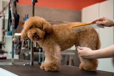 Tımarcı kürkünü kesmeden önce küçük bir maltipoo 'yu fırçalıyor. Yüksek kalitede köpek kılı için tımarlama. Kırpmadan önce evcil hayvanı taramak için tarak kullanılıyor