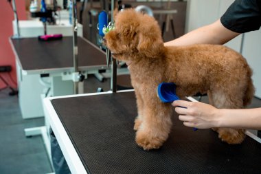 Yüksek kalitede köpek kılı için tımarlama. Kırpmadan önce evcil hayvanı taramak için tarak kullanmak. Tımarcı kürkünü kesmeden önce küçük bir maltipoo fırçalıyor.