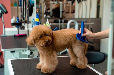 Tımar atölyesi. Profesyonel fırçayla tüylü bir hayvanı dövüştürmek. Şirin maltipoo itinayla dikilirken tımarcı köpekleri temizlemek için köpek dökme aletini kullanıyor.