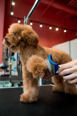 Tüylü maltipoo tımarı. Karışıklıkları ve köpek tüylerini çıkarmak için hayvan tatlandırıcı fırça kullanmak. Groomer evcil hayvan kürkünün sağlık durumunu iyileştiriyor