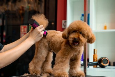 Groomer, Maltipoo 'nun saçını kesmek için özel bir klips kullanıyor. Köpekleri budamak üzerine eğitim veriyorum. Sevimli Maltipoo 'nun kürkü kesilecek.