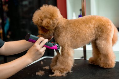 Köpekleri budamak üzerine eğitim veriyorum. Sevimli Maltipoo 'nun kürkü kesilecek. Groomer maltipoo saç kesmek için özel bir klip kullanıyor.