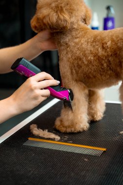 Groomer is clipping hair of maltipoo to make coat of dog easy to clean. Keeping dog hair from tangling by trimming extra fur. Professional grooming service for little dogs clipart