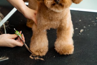 Yumuşak, sevimli maltipoo için hijyenik süsleme. Yürüdükten sonra temiz kalsın diye köpek için özel pençe kılı. Tımar ve hijyen kesimi üzerine ders veriyorum.