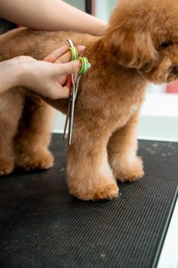 Groomer hayvanları temiz ve sağlıklı tutmak için tüylü maltipoo için hijyen kesimi yapıyor. Burun, göz ve kulakların etrafındaki köpek tüylerini kırpmak için makas kullanıyor.