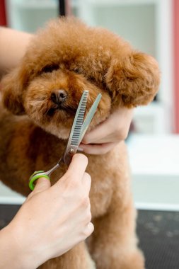 Groomer hayvanları temiz ve sağlıklı tutmak için tüylü maltipoo için hijyen kesimi yapıyor. Burun, göz ve kulakların etrafındaki köpek tüylerini kırpmak için makas kullanıyor.