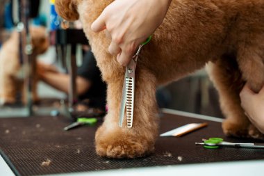 Groomer pençelerindeki köpek kıllarını kesmek için makasları dikkatlice kullanıyor. Maltipoo 'yu temiz tutuyorum. Köpek kılı kesmek ve hijyenine özen göstermek için profesyonel bakım hizmeti.