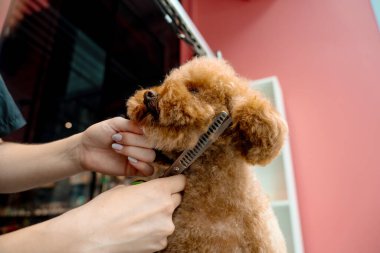 Burun, göz ve kulakların etrafındaki köpek tüylerini kırpmak için makas kullanıyor. Groomer hayvanları temiz ve sağlıklı tutmak için tüylü maltipoo için hijyen kesimi yapıyor.