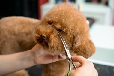 Groomer hayvanları temiz ve sağlıklı tutmak için tüylü maltipoo için hijyen kesimi yapıyor. Burun, göz ve kulakların etrafındaki köpek tüylerini kırpmak için makas kullanıyor.