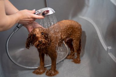 Groomer, duşta tatlı bir maltipoo köpeği yıkıyor. Uzman, kuafördeki köpek yavrusunun şampuanını yıkıyor. Doğru dürüst köpek temizliği.