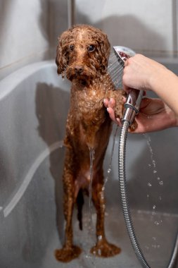 Tatlı maltipoo, duştan kaynaklanan hafif su akışının altında duruyor. Köpek hijyeni ve bakımı. Groomer, köpek yıkamanın doğru yollarını öğretiyor.