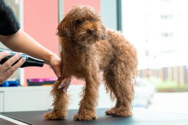 Groomer kuaförde yıkandıktan sonra köpek kılı kurutuyor. Profesyonel hayvan bakımı için güçlü köpek kürkü kurutma makinesi kullanıyor.