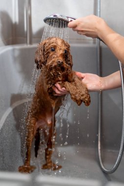 Köpek hijyeni ve bakımı. Groomer, köpek yıkamanın doğru yollarını öğretiyor. Tatlı maltipoo, duştan gelen hafif su akışının altında duruyor.